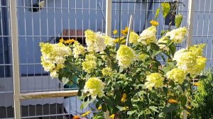 Гортензии в моём саду