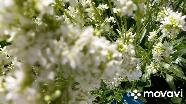 Лечебные свойства и полезные советы