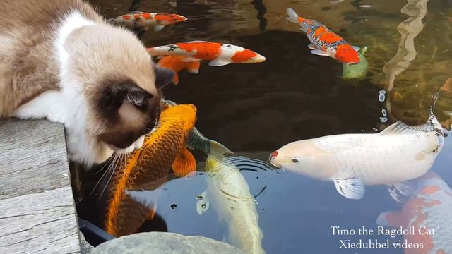 Timo the Ragdoll Cat among his fishy friends смотреть онлайн