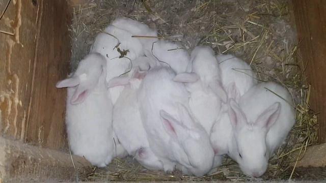 Кролики Панон. Весняні окроли, огляд. Йод для кроликів. Строкач та Панон. Гарний самець Панон. смотреть онлайн