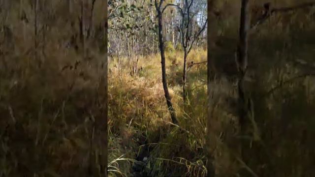 киренск, болота, ягодатклюква, выходьс леса) смотреть онлайн