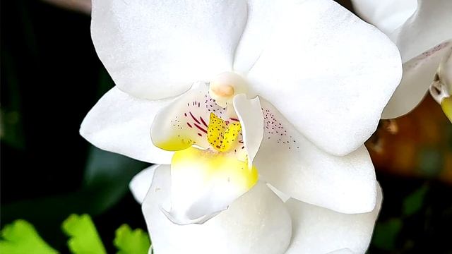 Наконец-то расцвел любимый зигопеталум и еще раз о размерах (как и просили) смотреть онлайн