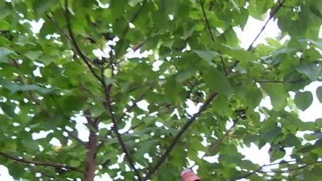 Paulownia tomentosa смотреть онлайн