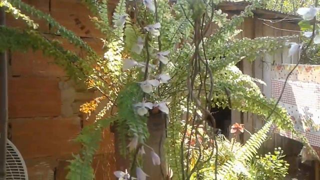 Dendrobium nobile, dendrobium pierardi e dendrobium onosmum. смотреть онлайн