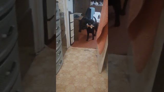 НАШЛА НА ДЕТСКОЙ ПЛОЩАДКИ ИГРУШКУ.mp4 смотреть онлайн