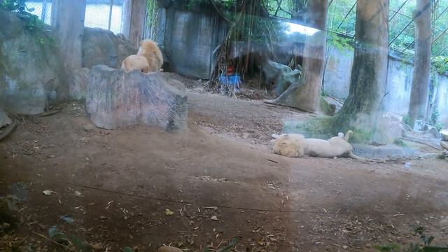 ПАТТАЯ ЗООПАРК КХАО КХЕО 2022 СПУСТЯ 2 ГОДА смотреть онлайн