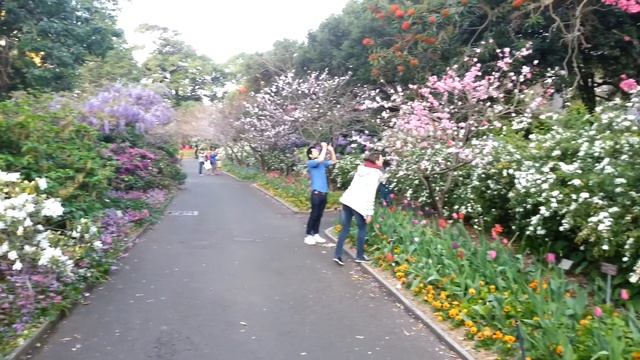 Королевские ботанические сады в Сиднее смотреть онлайн