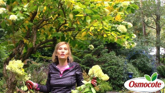 How to Prune Pee Gee Hydrangeas смотреть онлайн