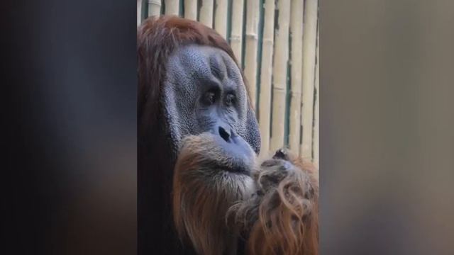 Zoo Dresden 2018 смотреть онлайн