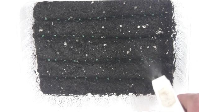 В марте сажаю рассаду лука Эксибишен. Рассада лука без пикировки