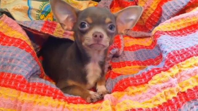 Чихуахуа уснул смотреть онлайн