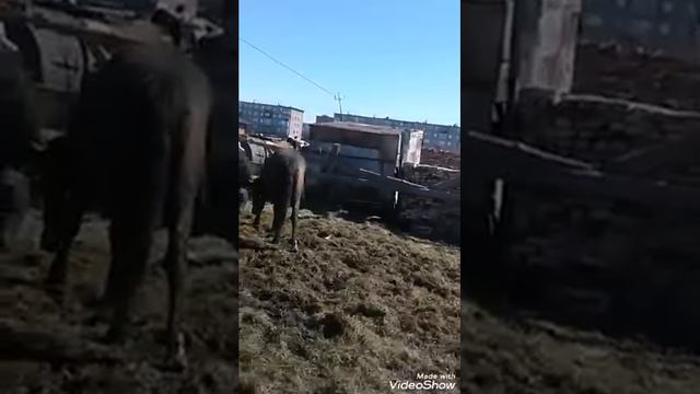 Пропал стояк 😂👎👎👎👏🐴 смотреть онлайн