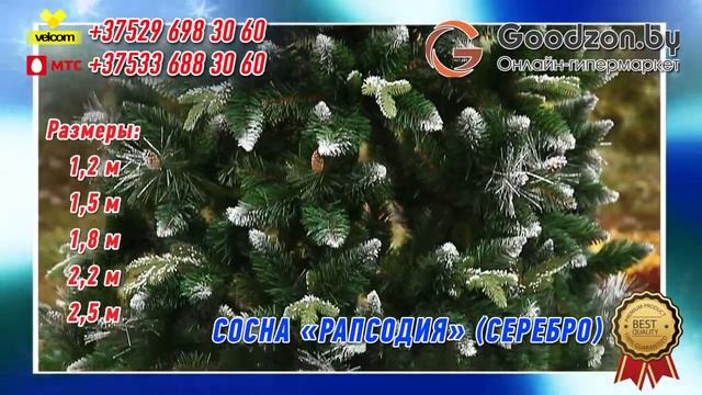 Сосна "Рапсодия" серебряная смотреть онлайн