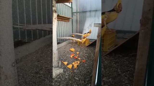 Лимонный Фазан осенний рацион смотреть онлайн