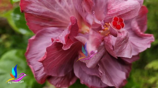 Гибискус Caribbean Lavender Ice #моицветы #герагибис #сортовыегибискусы #geragibis #hibiscus смотреть онлайн
