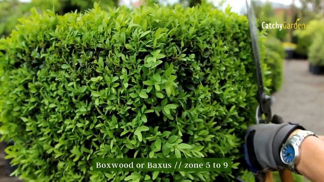 Discover the Top 7 Evergreen Shrubs for a Stunning Landscape 🌲🍃🌷 смотреть онлайн