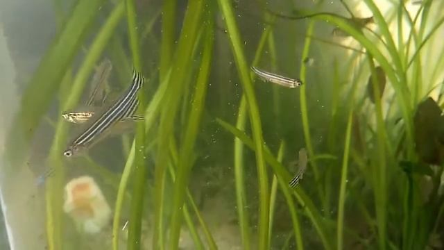 My planted aquarium 2(1) смотреть онлайн