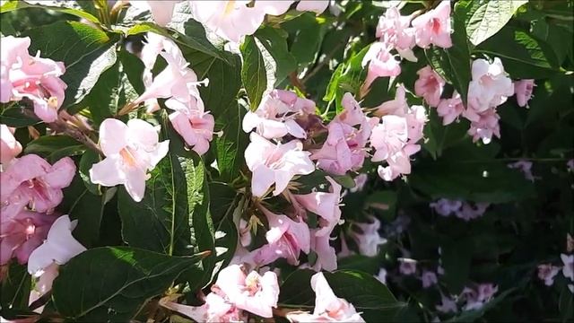 Цветёт красивая вейгела смотреть онлайн