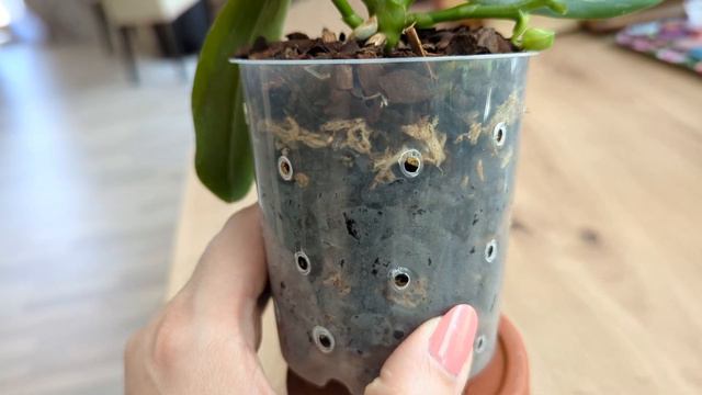 Phal. Yaphon 'Cupid' смотреть онлайн