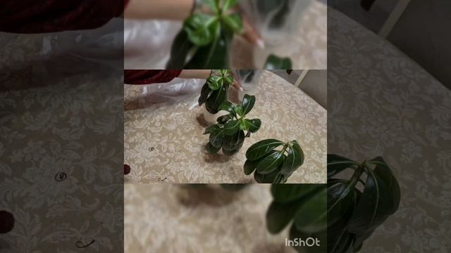 Укоренение черенков адениума. смотреть онлайн