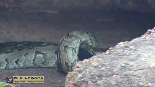 Python kills and eat leopard cubs and the mother can do nothing! смотреть онлайн