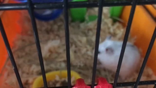 Джунгарский хомяк. Хомячок знакомится с клеткой и лазит по лабиринтам. Жизнь хомячка Часть 5 смотреть онлайн