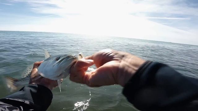 This is the Ultimate Bait For Successful Skyway Grouper Bite! Works Every Time смотреть онлайн