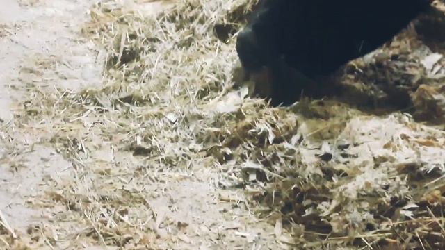 який раціон??Що і як поїдають наші корови🐄🐄 в ❄ зимовий час!? смотреть онлайн