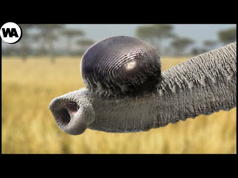 ▶️ Чего боятся Слоны больше всего