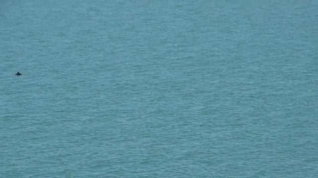 Иудино дерево, дельфины, прогулка до моря Анапы 27.04.2017 смотреть онлайн