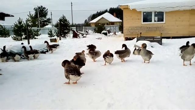 Гуси ландские смотреть онлайн