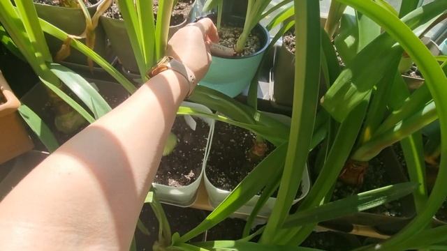 середина сентября 2022, теплица гиппеаструмов