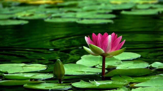 Adagio - Tomaso Albinoni Violin cover by Maxim Distefano смотреть онлайн