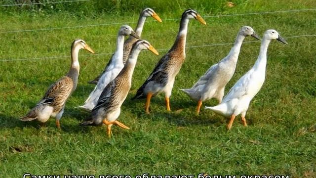 Утка Индийский бегунок: описание смотреть онлайн