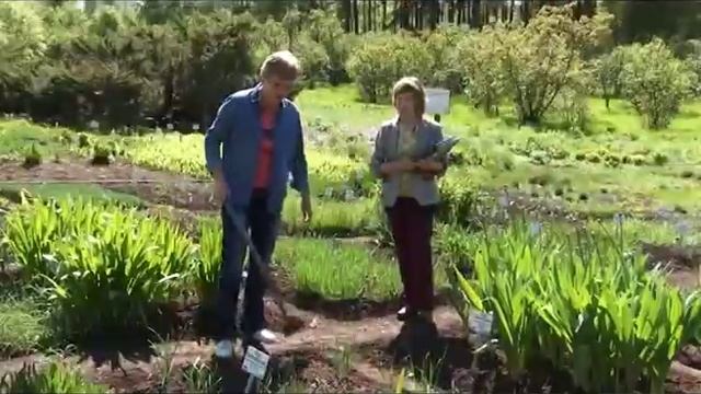 Виды лука. Сколько видов лука растет в Башкортостане смотреть онлайн