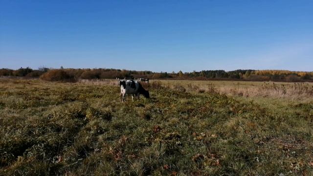 Сложно снимать ролики в рамках российского законодательства. смотреть онлайн