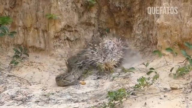 LEOPARDO MORREU TRAGICAMENTE QUANDO TENTOU ATACAR O PORCO ESPINHO (MUNDO ANIMAL SELVAGEM) смотреть онлайн