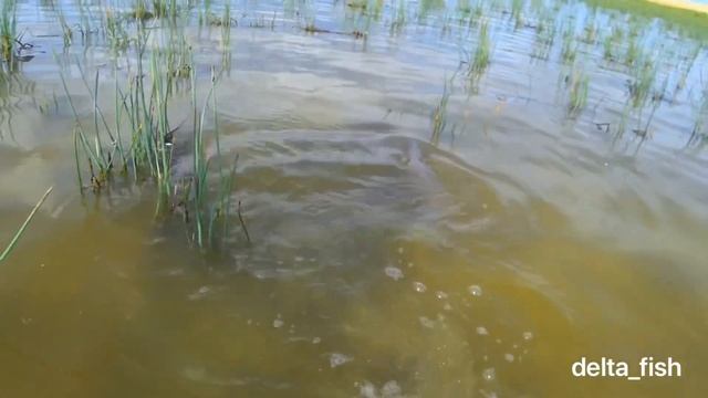 Нерест морского сазана на одном из островов Каспийского моря смотреть онлайн