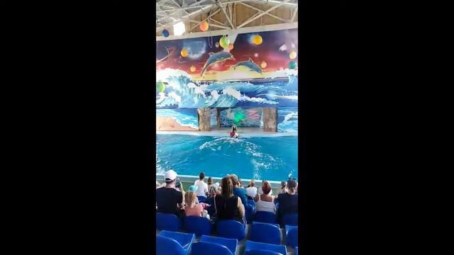 Лазаревское. Дельфинарий. Морская звезда. Видео из личного архива. Чёрное море. Краснодарский край. смотреть онлайн