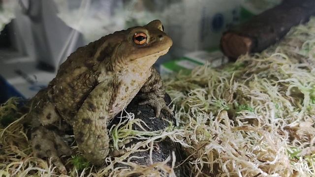 Серые жабы домашнего содержания. смотреть онлайн