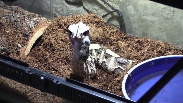 LIVE FEEDING a GABOON VIPER! Amazing how they eat! смотреть онлайн