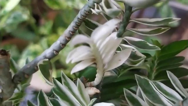 The Devil's backbone/ The Zig zag Plant/ Pedilanthus Tithymaloides/ it's care смотреть онлайн
