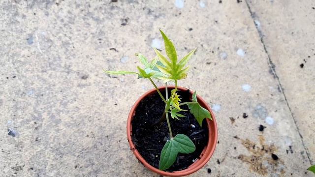 Vlog 24 - Tiny Tropical Garden UK смотреть онлайн