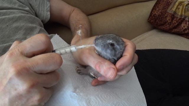 НОВЫЙ МАЛЕНЬКИЙ УШАСТИК. КОРМЛЮ ИЗ ШПРИЦА смотреть онлайн