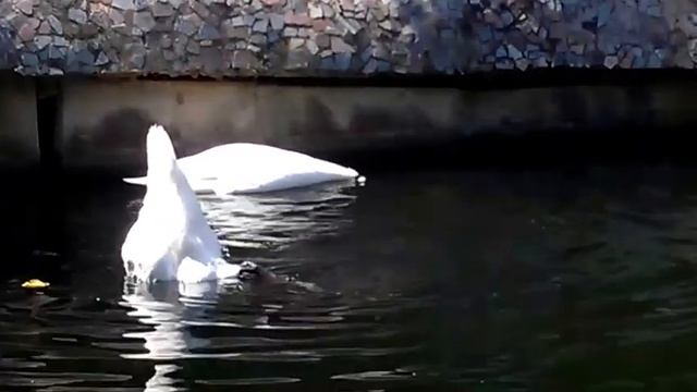 Новая Каховка, Казкова диброва, зоопарк. Белые лебеди ныряют за рыбой. Swan Dive For Fish