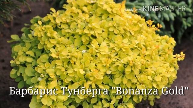 Красота, созданная человеком! Стриженные декоративные кустарники. смотреть онлайн