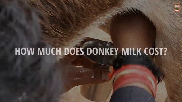 Donkey Farming | DONKEY MILK PANEER / CHEESE PRICE PER KG..! смотреть онлайн
