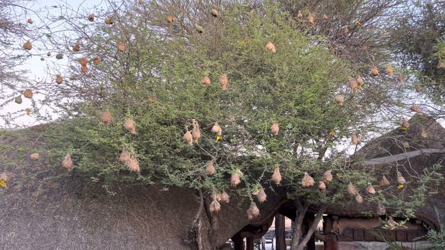 Weaver Birds at Elephant Sands смотреть онлайн