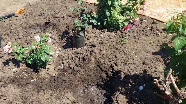 Не смогла отказаться от роз.Сажаю новых красоток? смотреть онлайн