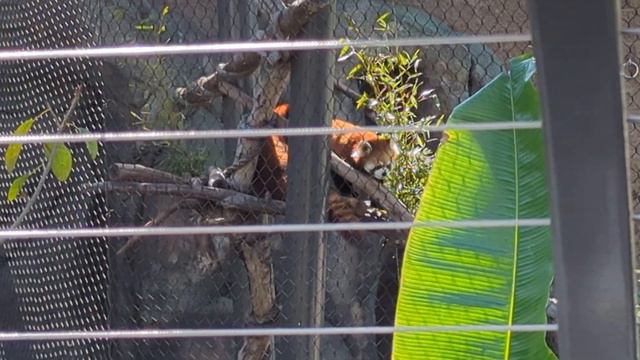 February 10, 2024 San Diego zoo 🌞 смотреть онлайн